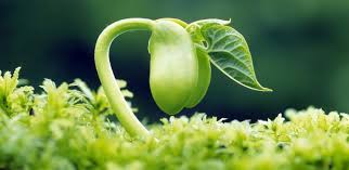 Последние твиты от seed (@seed). All Seeds Have A Story