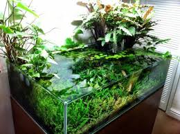 Kfighter Com Indoor Wassergarten Aquarium Einrichten Aquarium Terrarium