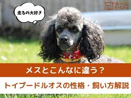 オス 犬 性格