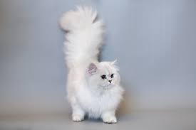 Read more about this cat breed on our british longhair breed. British Shorthair Longhair Cats Kittens