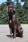 German Mastiff Dog Breed Information. Pictures and ...
