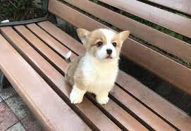 Los angeles county, torrance, ca id: Pembroke Welsh Corgi Puppy For Sale Adoption Rescue For Sale In San Jose California Classified Americanlisted Com