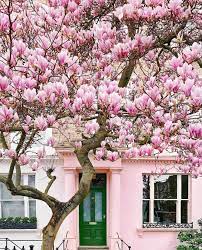 London Uk On Instagram London Is So Pretty Itssolondon London Photo Londonispink Magnolia Blossom Instagram Spring Photography