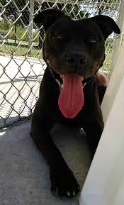 Adopt 12 Elvis Transferred To Humane Society On Petfinder Terrier Dogs Dog Adoption Adoption