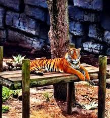 Bengal Tiger Tampa S Lowry Park Zoo Tampa Fl Bengal Tiger Zoo Park