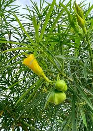 Image result for Cascabela thevetia