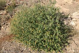 Image result for Blotiella sinuata