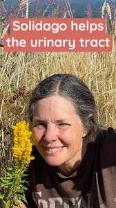 Solidago or Goldenrod flowering tops can prevent a cat from reblocking  especially if used with kava. Both herbs help with the pain from sterile  cystitis in different ways. When their people travel, we ...