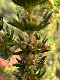 Image result for Anthospermum