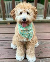 We did not find results for: Mini Australian Labradoodle A Guide To This Mini Tri Hybrid Dog