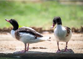We did not find results for: Ducks In The Summer Heat