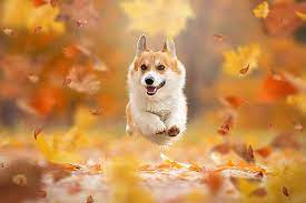 Unless given a command to jump, a dog should never be allowed to jump on humans. Hd Wallpaper Autumn Leaves Mood Jump Dog Flight Walk Bokeh Doggie Wallpaper Flare
