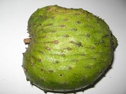 11 khasiat durian belanda, sebab untuk anda amalkan. Durian Belanda Wikipedia Bahasa Melayu Ensiklopedia Bebas