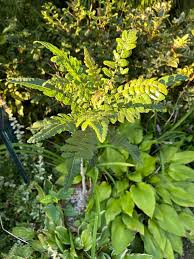 Image result for Burseraceae