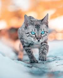 The snow bengal cat was created in the 1980s by two breeders named gene johnson (gogees cattery) and bob dundon (nola cattery). Bengal Cat Blue Eyes Off 59 Www Usushimd Com