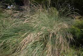 Image result for Poa schimperiana