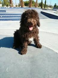 A origem do cão d'água espanhol possui várias teorias a respeito, tais como a de rutimeyer, do cinólogo alemão duhel, e do naturalista buffon. Trufa Perro De Agua Espanol 3 Meses Spanish Waterdog 3 Month