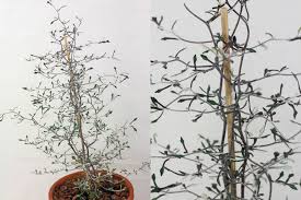 Department of agriculture plant hardiness zones 5. Wire Nettingbush Corokia Cotoneaster