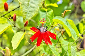 Image result for Passiflora vitifolia