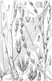 Image result for Oreobambos