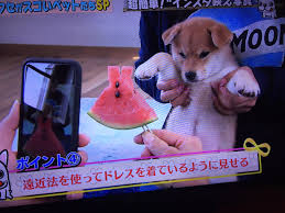 「インスタ映え　犬」の画像検索結果