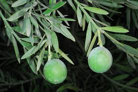 Image result for Podocarpus latifolius