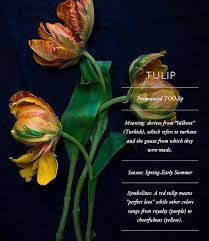 Stardust Wanderlust Flower Meanings Tulips Tulip Design