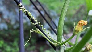 We did not find results for: How Plants Climb Climbing Plants Vines Gardener S Supply