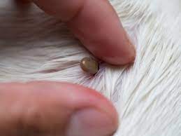 Ticks On Dogs What Are The Dangers And What To Do If You Find Them