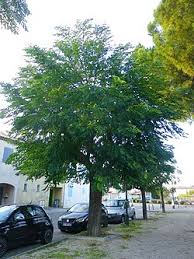 Image result for Melia azedarach