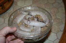White Sided Axanthic Florida Kingsnake I Got From Scott Mcfarlane Florida Decor Home Decor