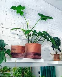 Philodendron Golden Dragon Philodendron House Plants Plants