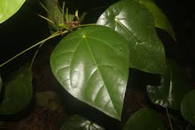 Image result for Hernandia nymphaeifolia