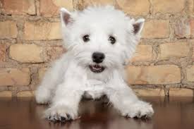 Browse thru our id verified puppy for sale listings to find your perfect if you are unable to find your puppy in our puppy for sale or dog for sale sections, please consider looking thru thousands of dogs for adoption. Young Fergus Westie Puppies Westie Puppies For Sale Puppies