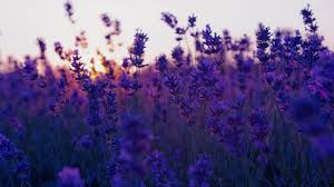 Aesthetic Background Hd Free Download For Pc Desktop Flower Background Wallpaper Purple Flowers Wallpaper Field Wallpaper