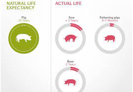 Age Of Farm Animals Farm Animals Topics Campaigns Topics Four Paws In Us
