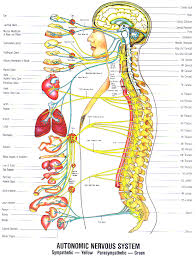 Reflexology Clearpathsbc