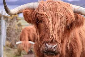 Pin By Celtique Creations On Highland Cows Highland Cattle Highland Cow Cow Colour