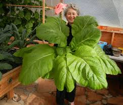 Aquaponics With Portable Farms Aquaponics Systems