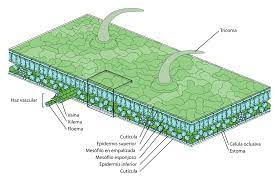 Naturally, if they are the structural and functional unit of living, there has to be something peculiar about them? Leaf Structure Es Cuticula Botanica Wikipedia La Enciclopedia Libre Leaf Structure Structure And Function Plant Tissue
