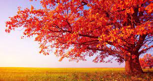 Check spelling or type a new query. Beautiful Tree Photography Red Tree Of Autum Wallpaper And Cover Photo Meri Urdu Autumn Trees Tree Photography Beautiful Scenery Wallpaper
