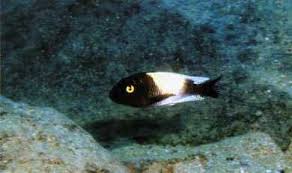 Tum Petrochromis Turleri Resimli Ciklet Baliklari Akvaryumlar Balik