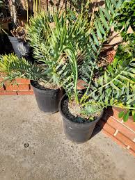 Image result for Encephalartos senticosus
