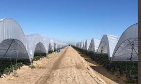 Diese sind oftmals ein paradies für vögel. Gemuse Und Obst Aus Dem Plastikgarten Europas Ausbeutung Lohndumping Sklaverei Pestizide Genmanipulation Und Umweltverschmutzung Netzfrauen Netzfrauen