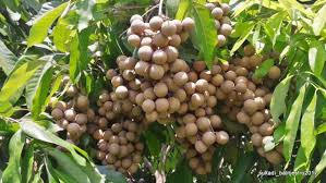 Contents 1 tanaman buah dalam pot yang dapat berbuah dengan cepat1.1 8 tanaman buah dalam pot yang cepat berbuah1.1.1 jambu biji1.1.2 jeruk nipis1.1.3 jambu air1.1.4 … Cara Membuat Tanaman Cepat Berbuah Lebat Maulana Says Green 3