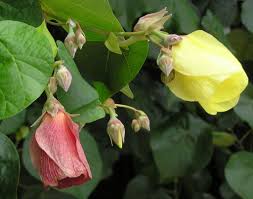 Image result for Thespesia populneoides