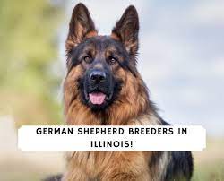 519 likes · 3 talking about this. 5 Best German Shepherd Breeders In Illinois 2021 We Love Doodles