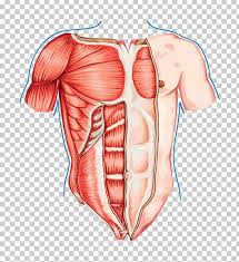Chest muscles briefly crossword, chest muscles exrx, chest muscles not growing, chest muscles under armpit, how to make chest muscles jump. Pectoralis Major Human Body Thorax Muscle Human Anatomy Png 1305616 Png Images Pngio