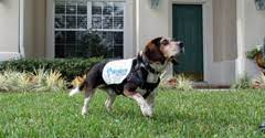 Find out what works well at brandon pest control from the people who know best. Brandon Pest Control 2941 Dawn Rd Jacksonville Fl 32205 Yp Com