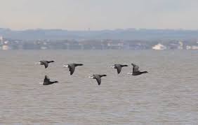 Spurn Bird Observatory Sightings